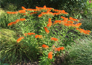 rain garden